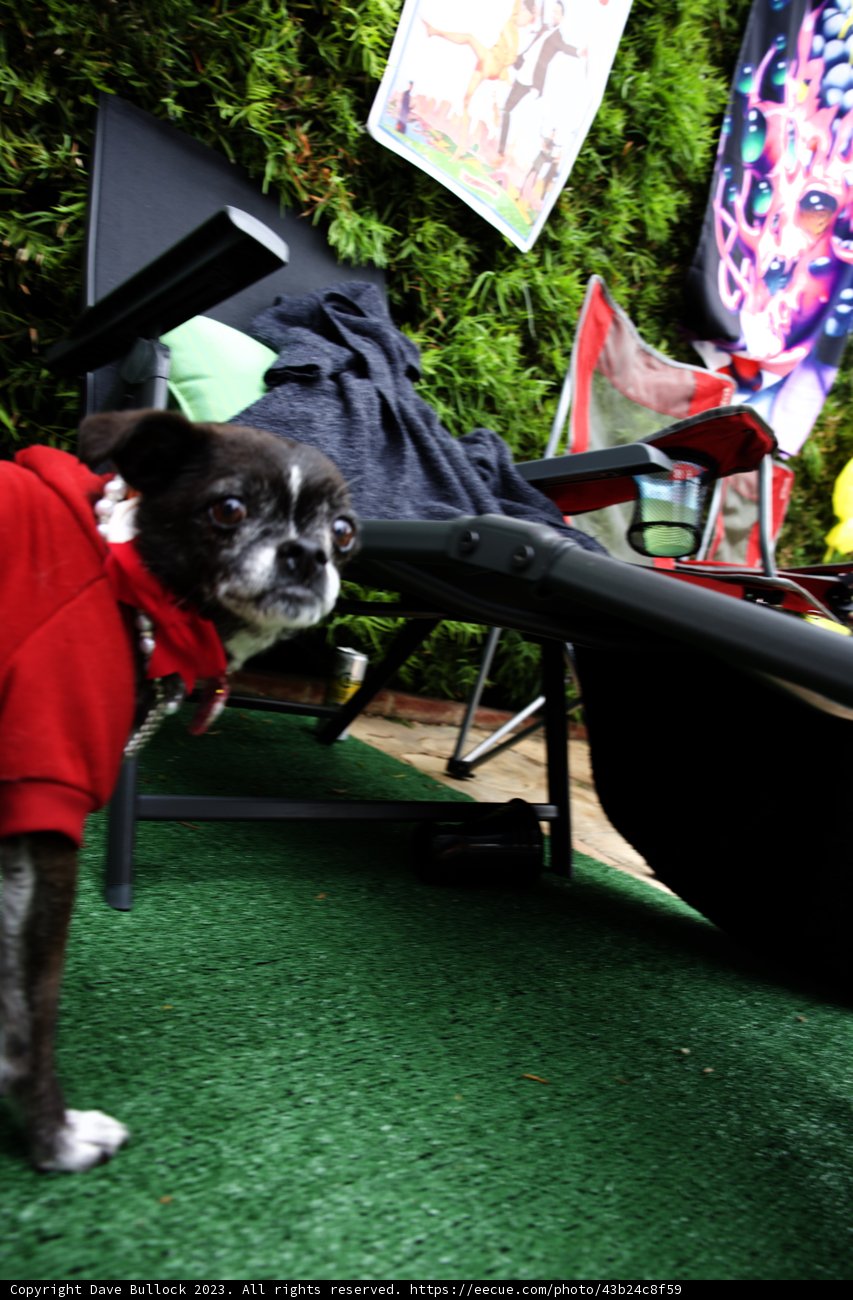 Stylish Pup Steals the Show