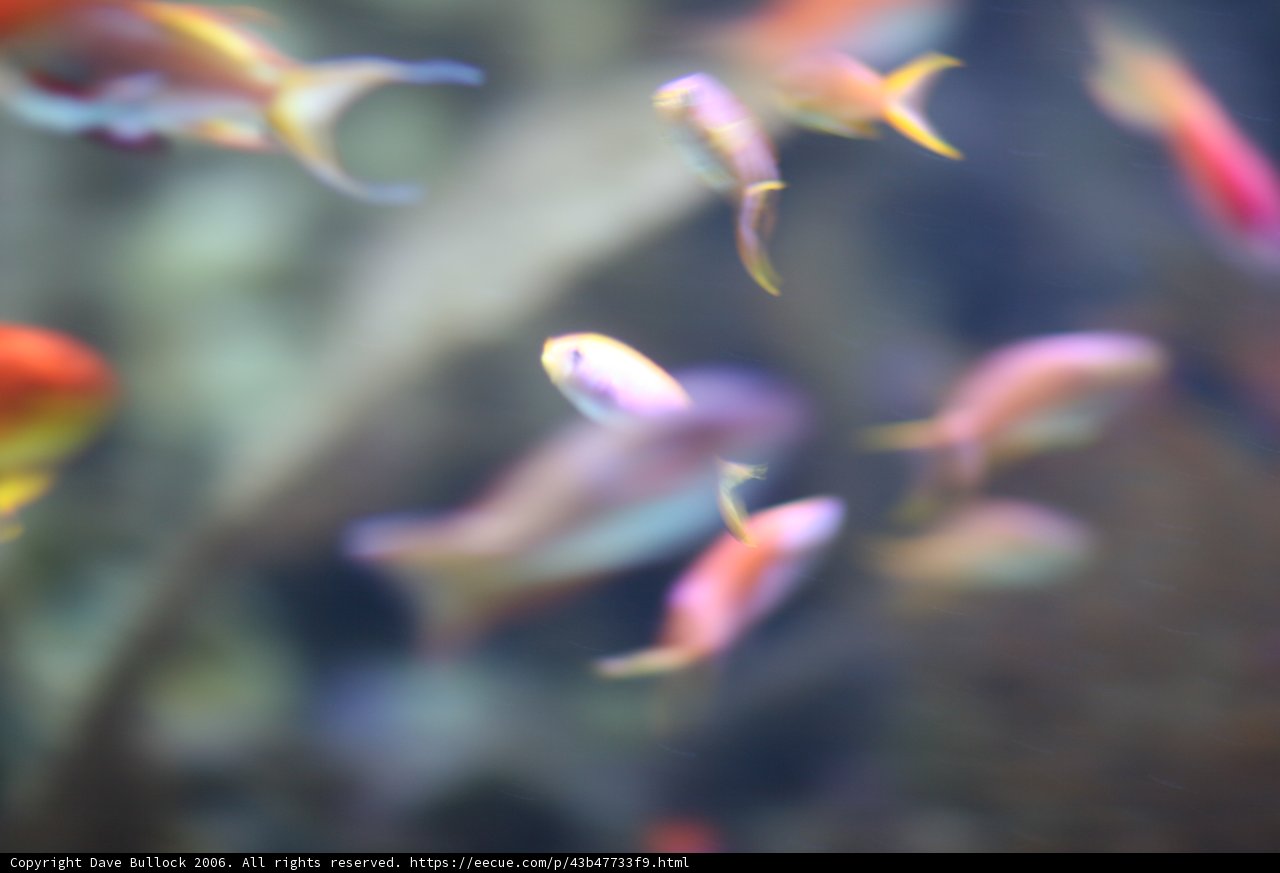 Blurred Aquatic Wonders