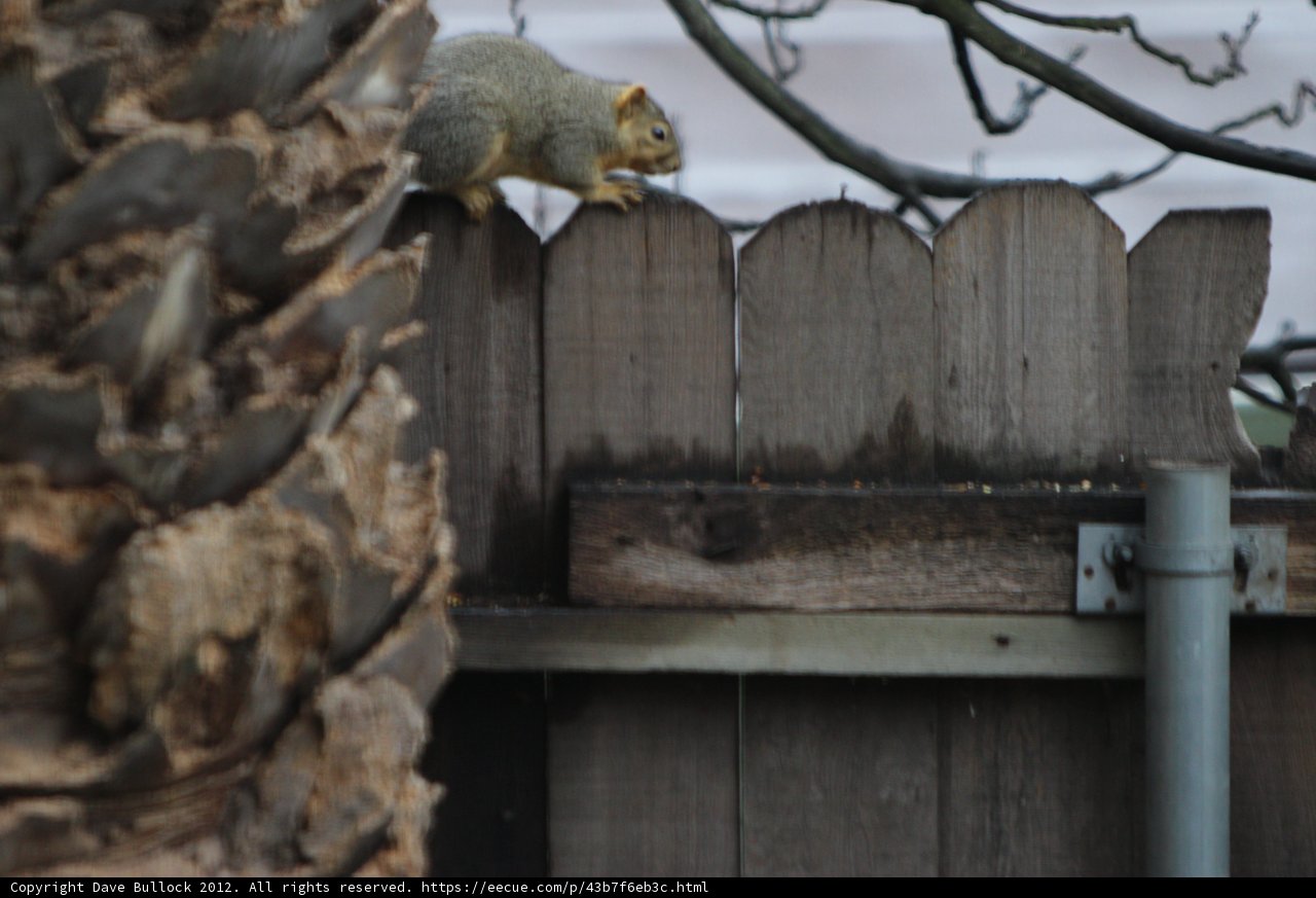 Inquisitive Squirrel Peering over the Fence