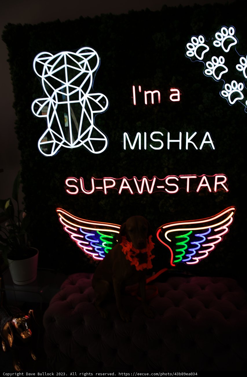 Misha, the Star Pooch of San Francisco