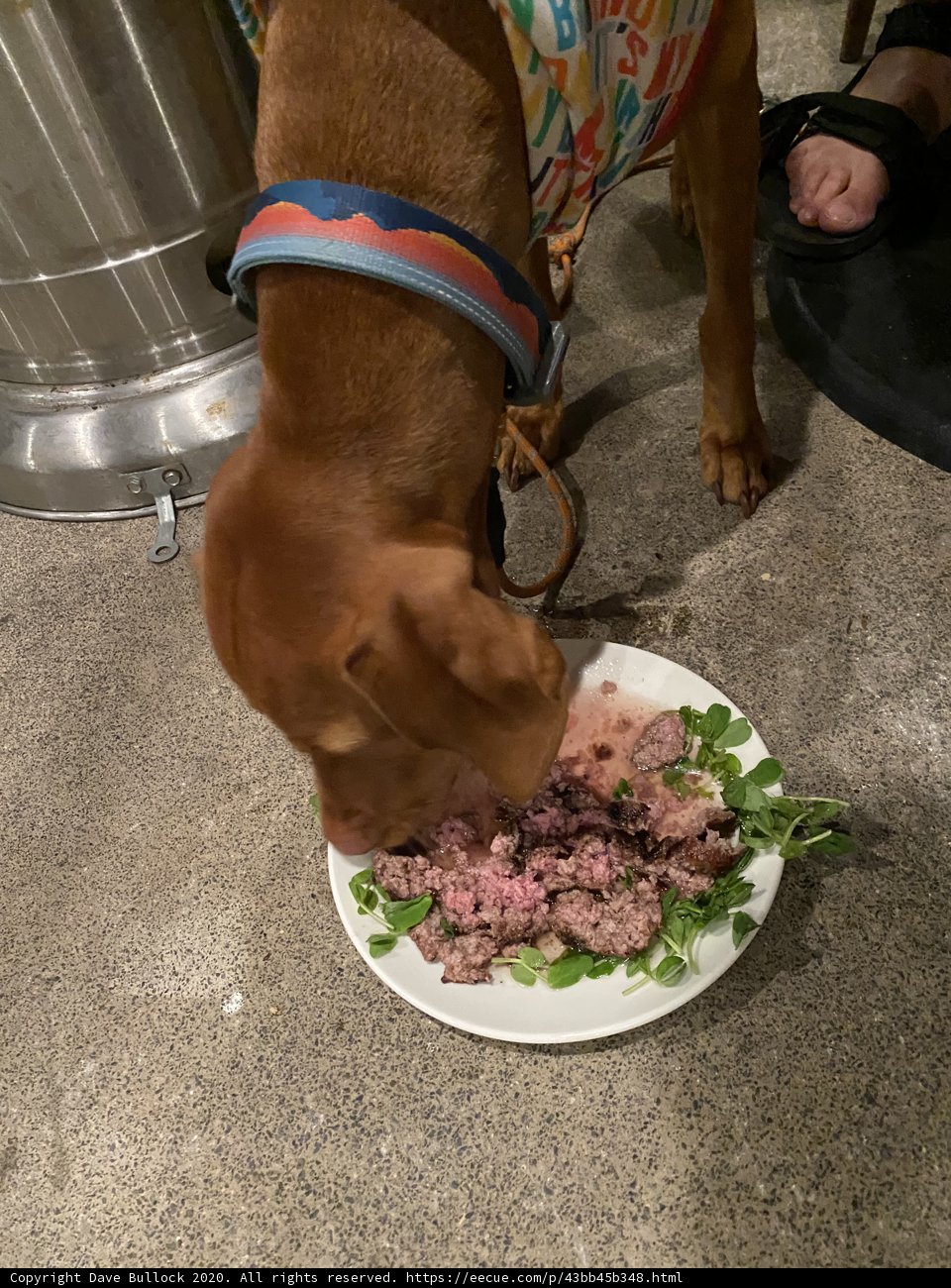 Foodie Dog in Jenner