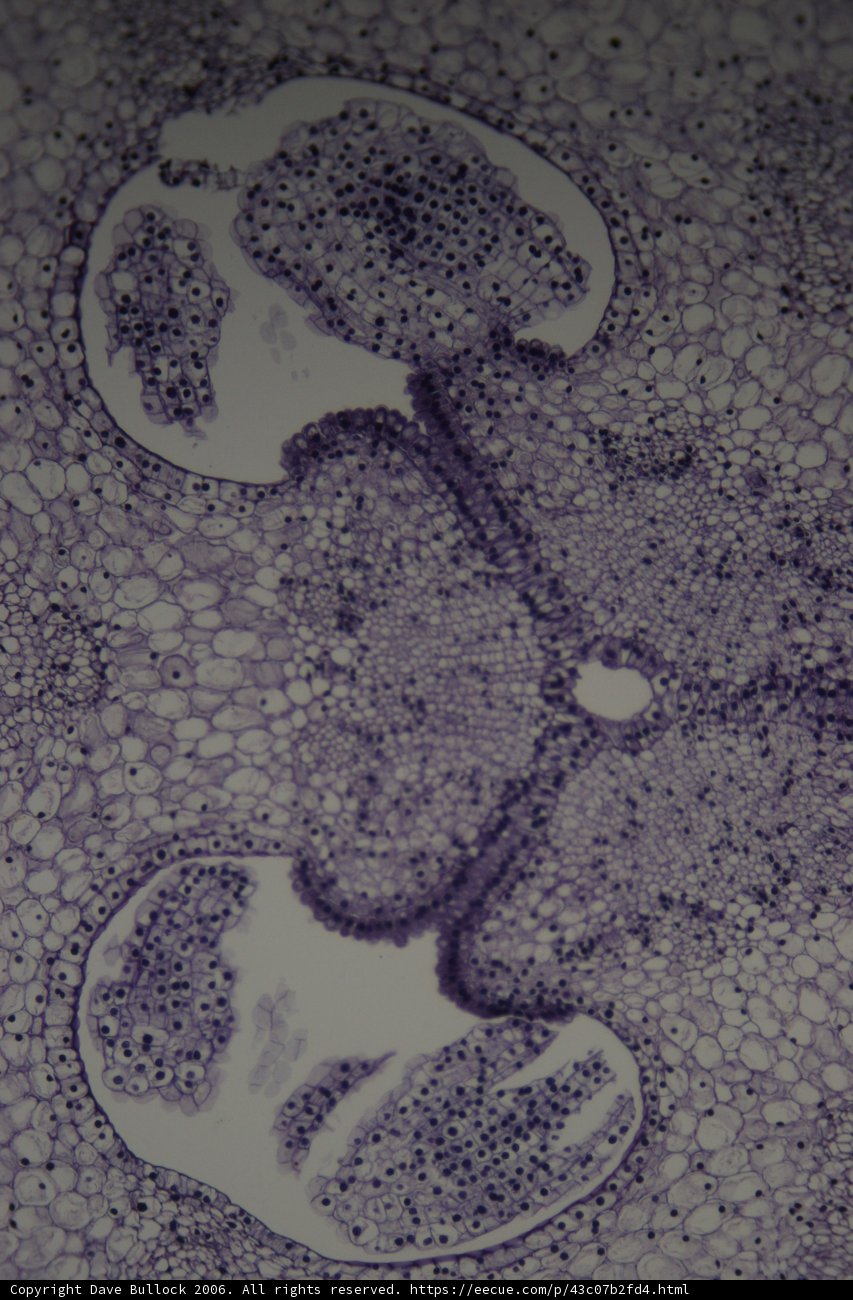 Cellular Perforation