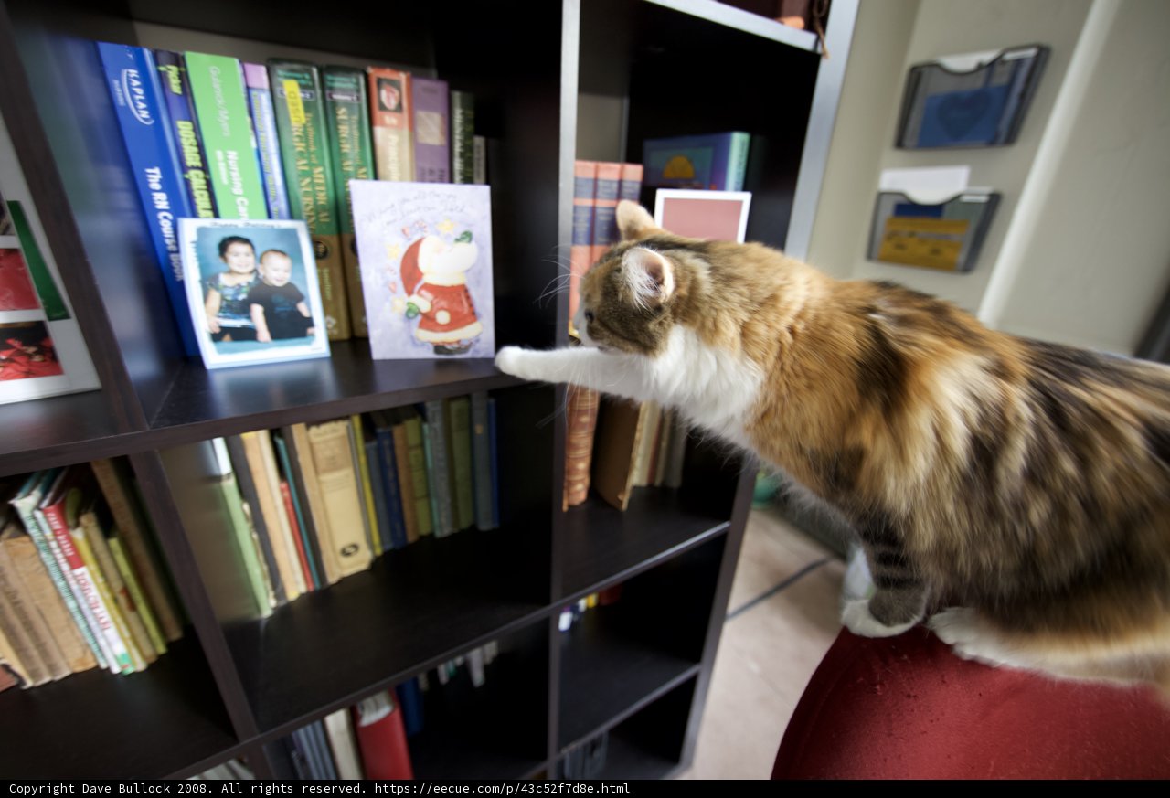 The Library Cat