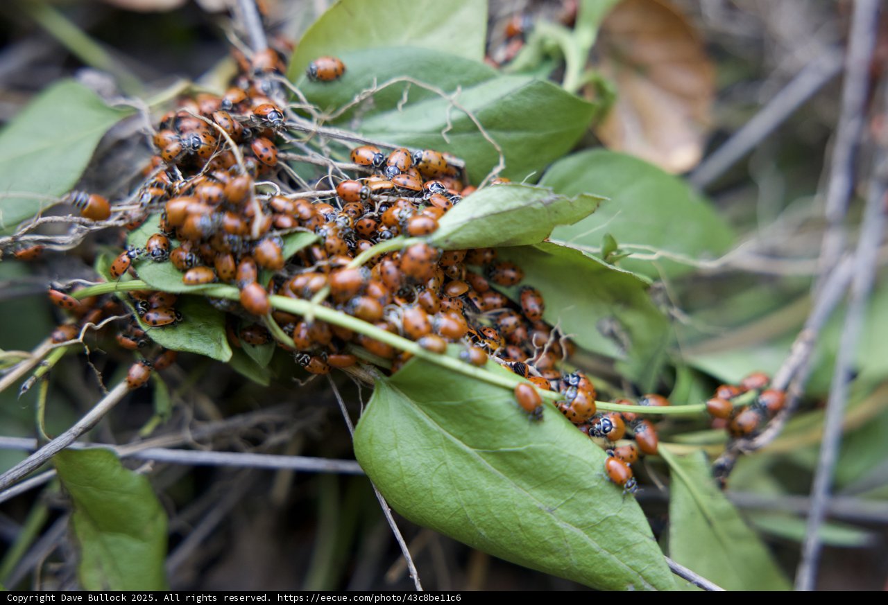 Ladybug Gathering on Huckleberry Trail