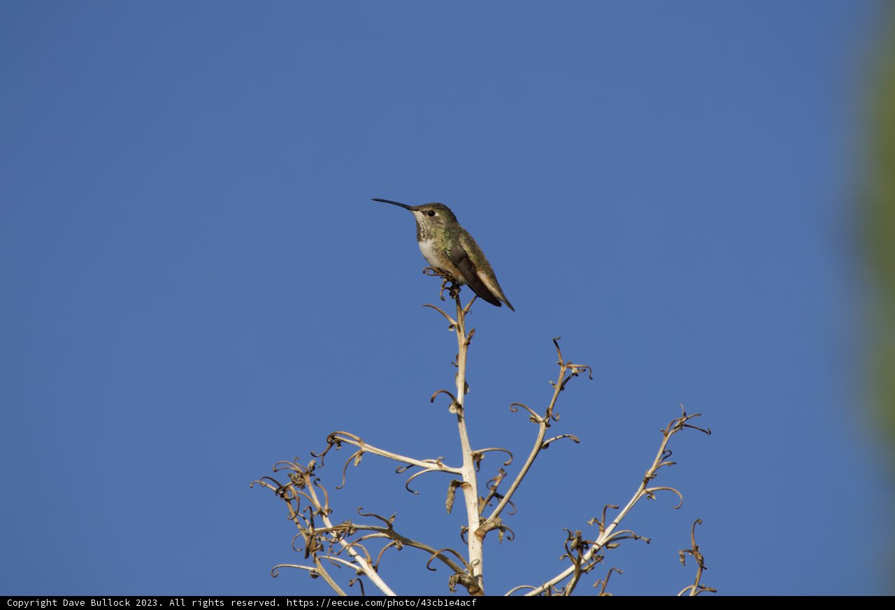 Midwinter Hummingbird Encounter