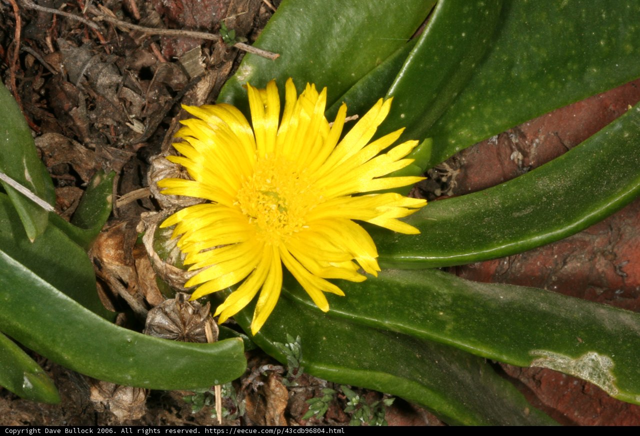Golden Daisies by the Wall