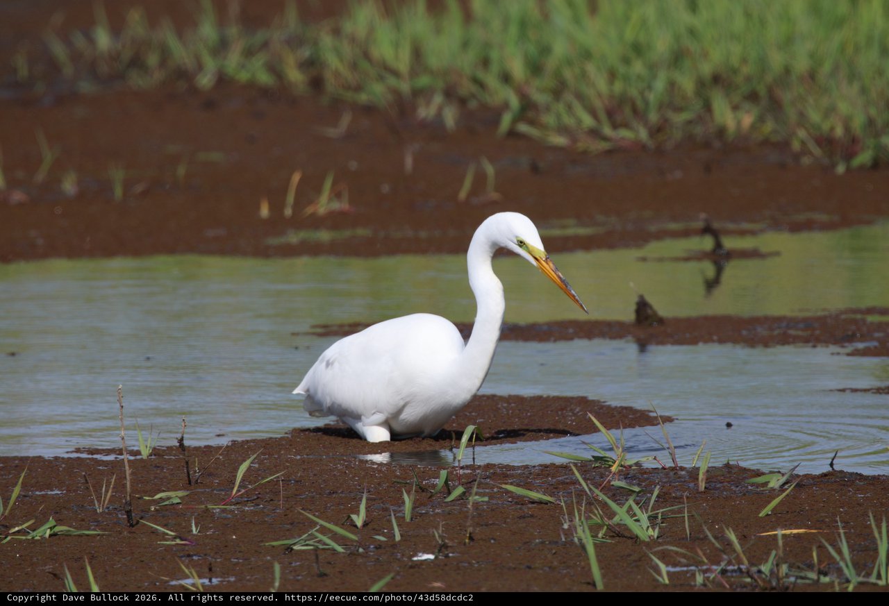 Great Egret Foraging in Shallow Wetland Waters