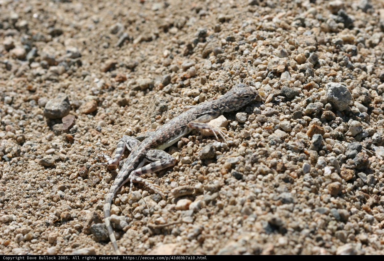 Desert Lizard
