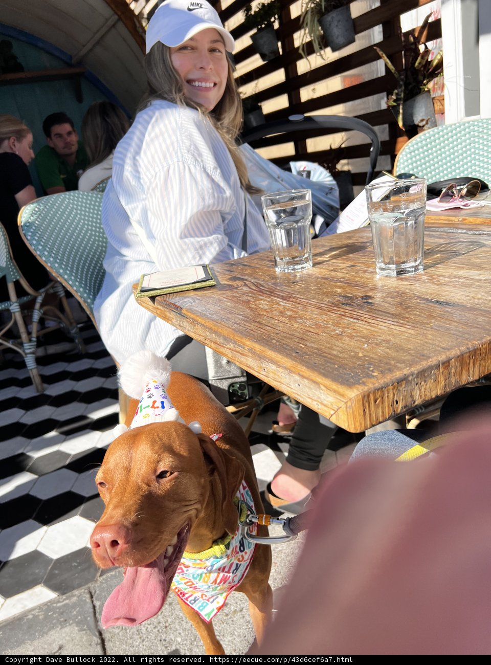Dining with My Canine Friend