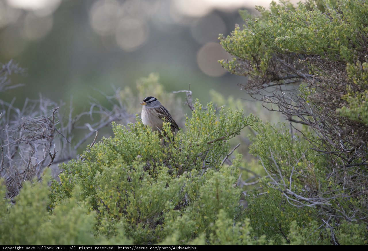 Sparrow Sentinel: The Solitaire on a Tree