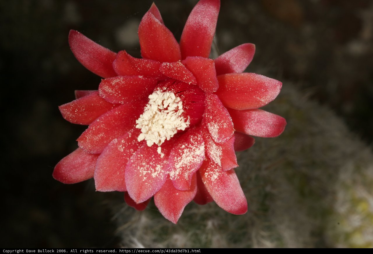 Red Rose Covered in Pollen