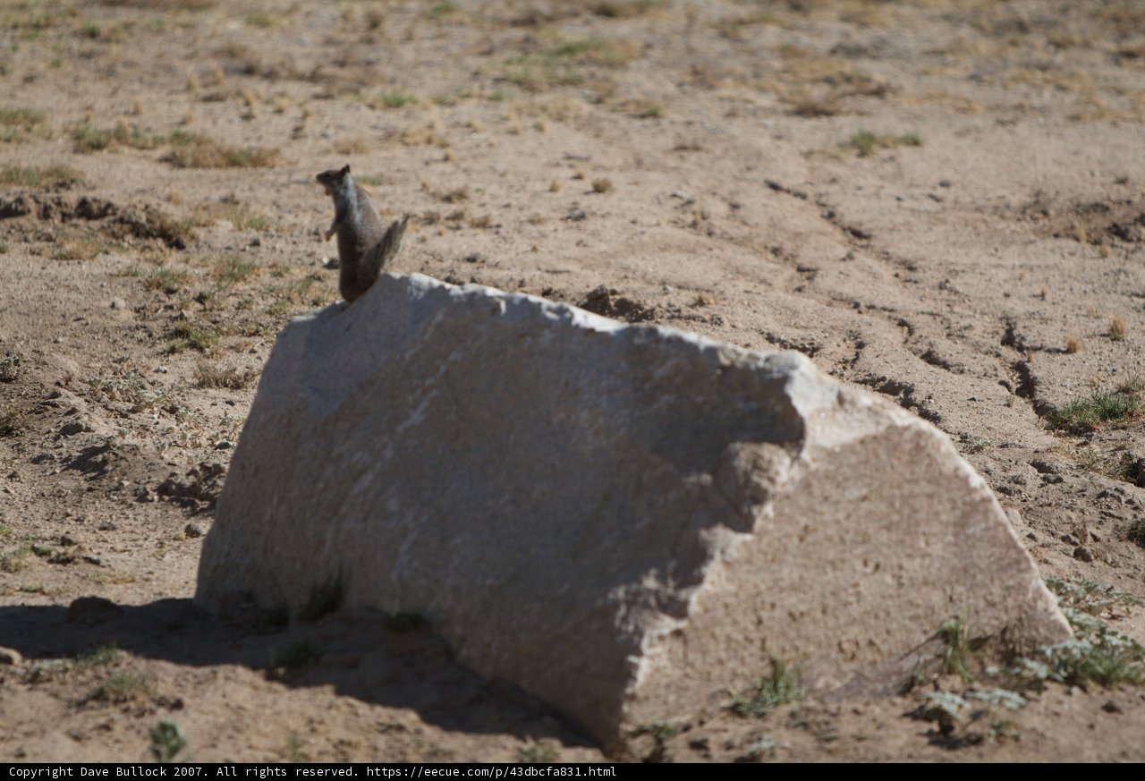 Desert Perch