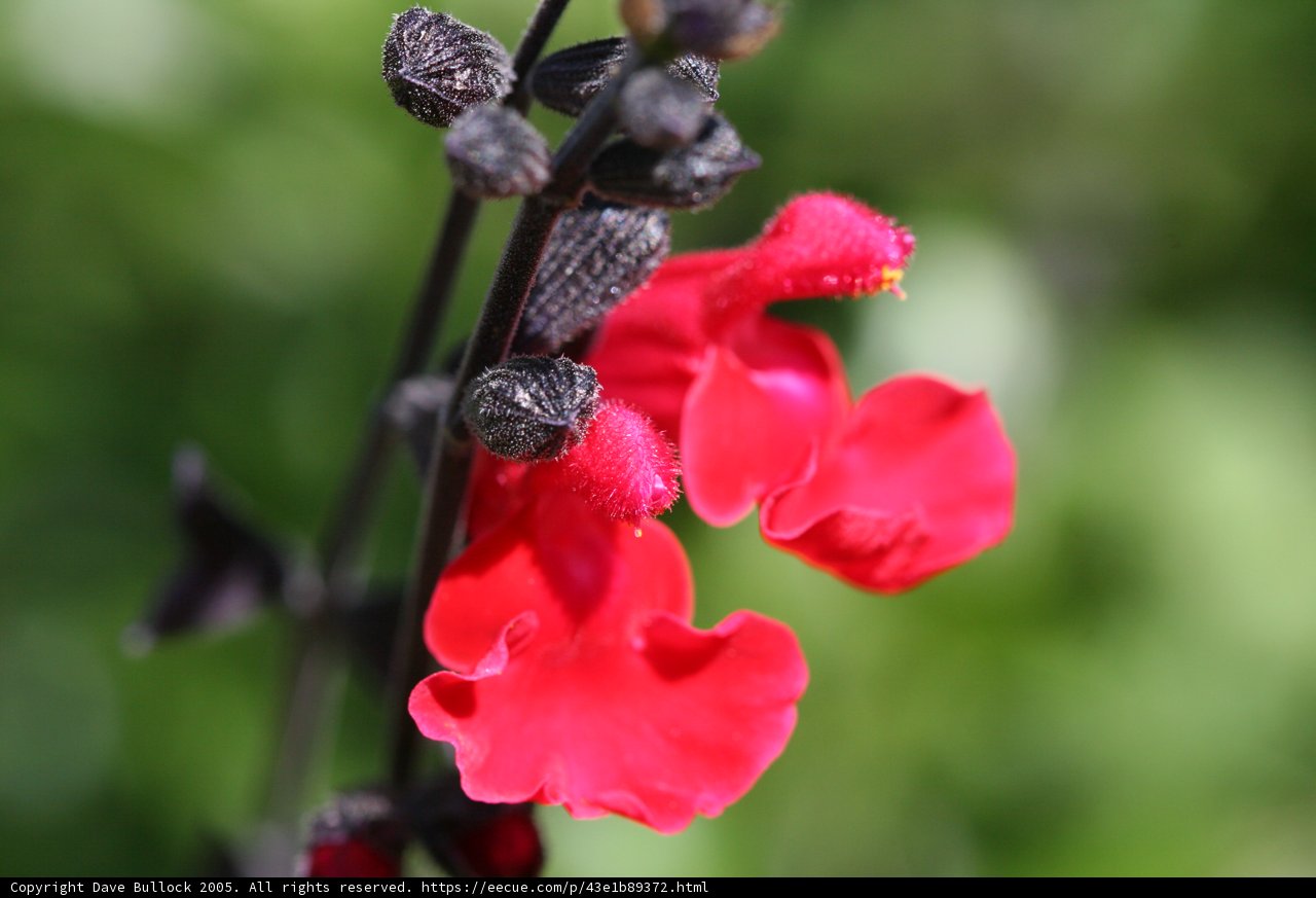 Red and Black Flower
