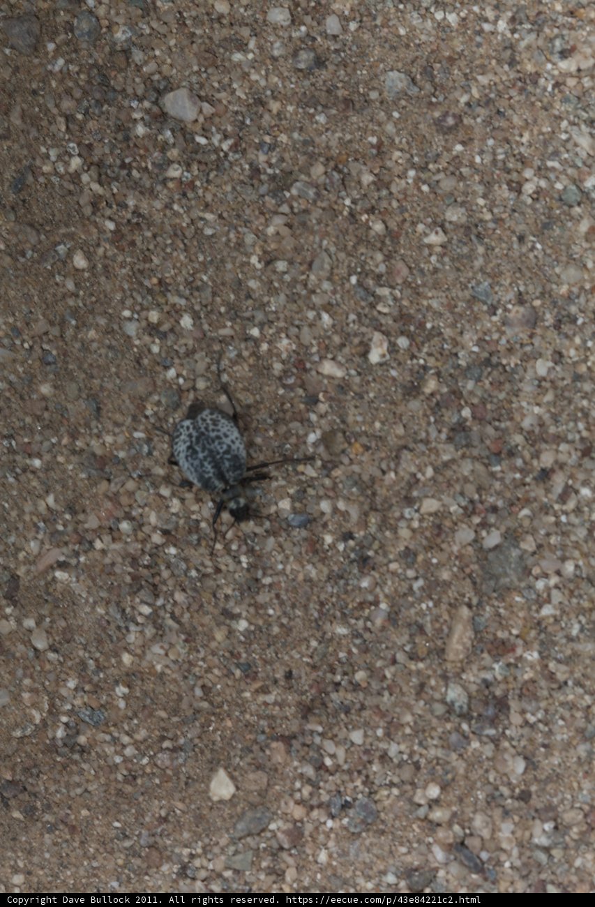 Desert Invertebrates