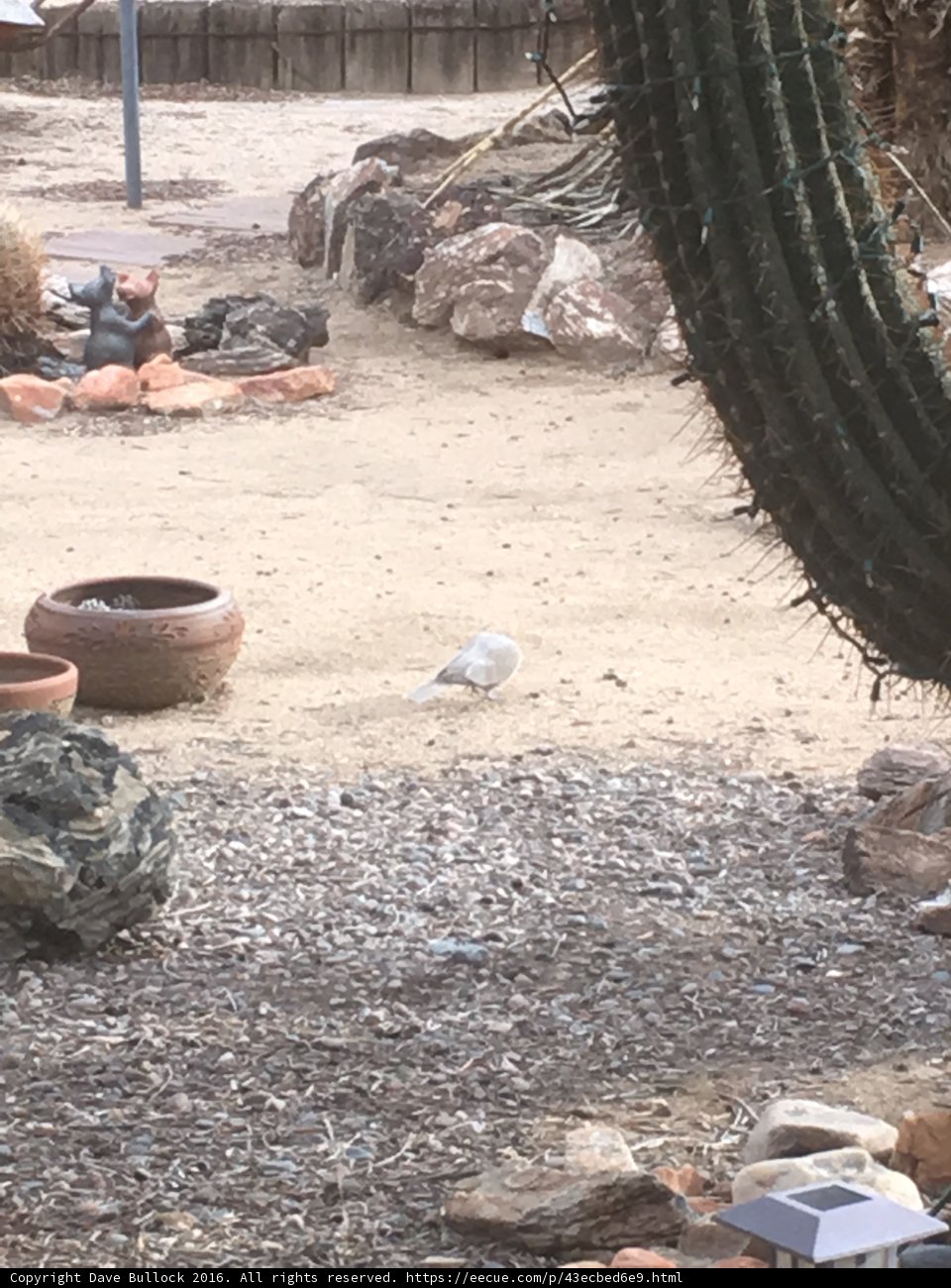 Desert Pigeon
