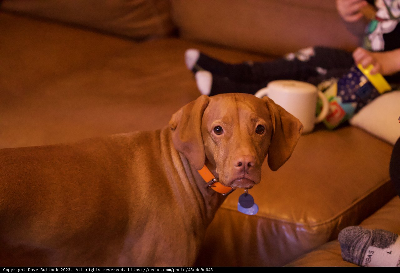 Cherished Bond: A Boy and his Dog