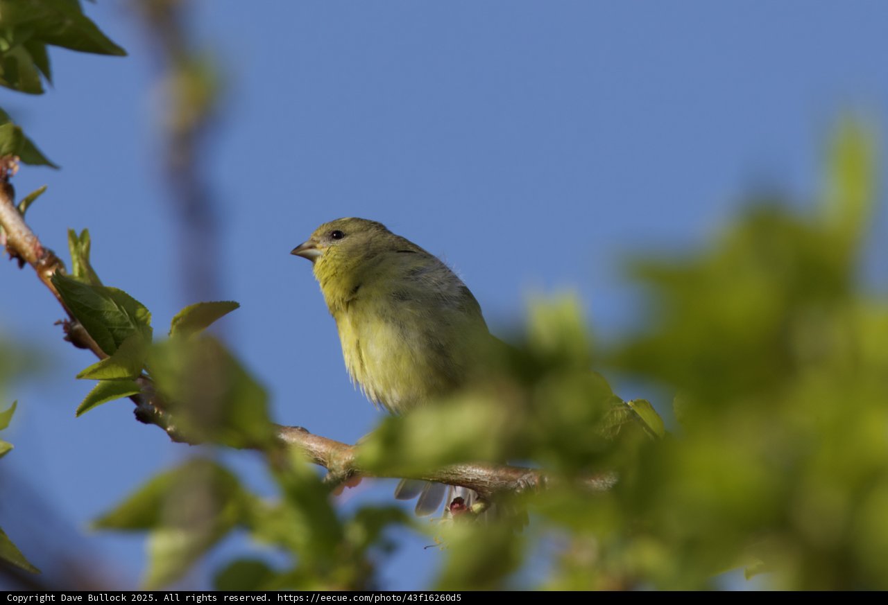 Spring Serenade