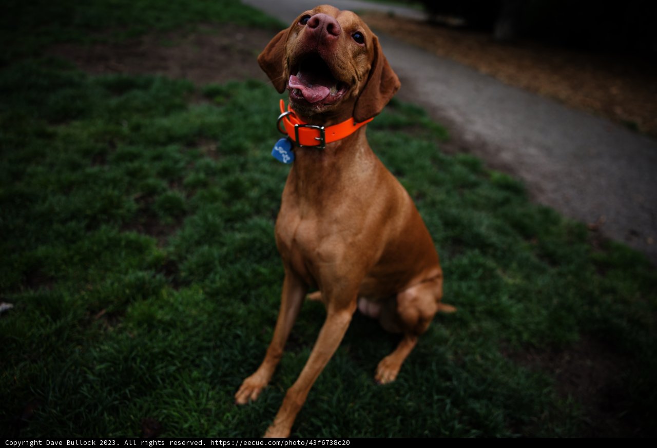 A Charming Canine Moment