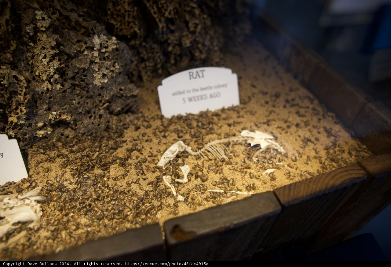 The Intriguing Remnants at Exploratorium