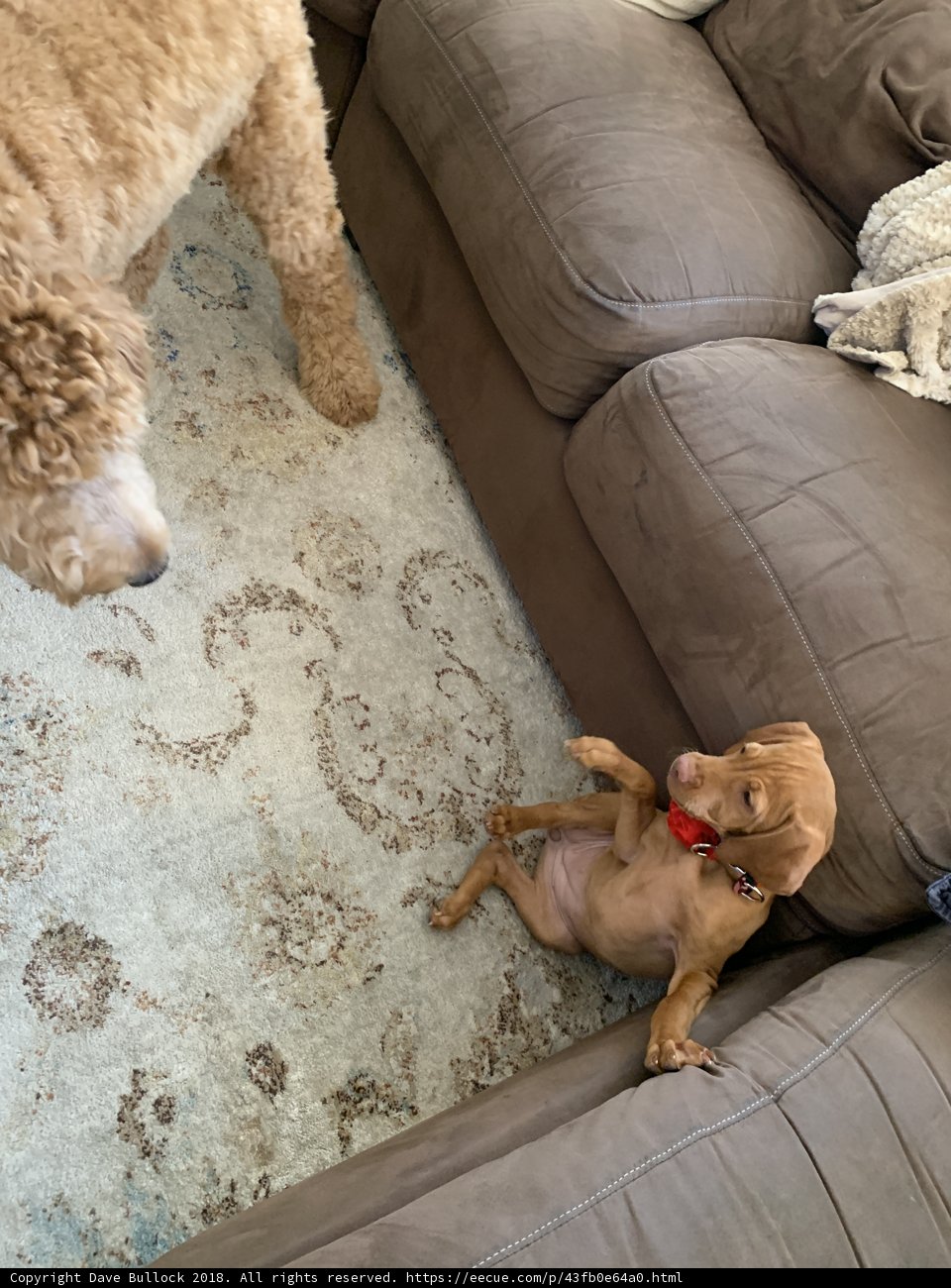 Canine on the Couch