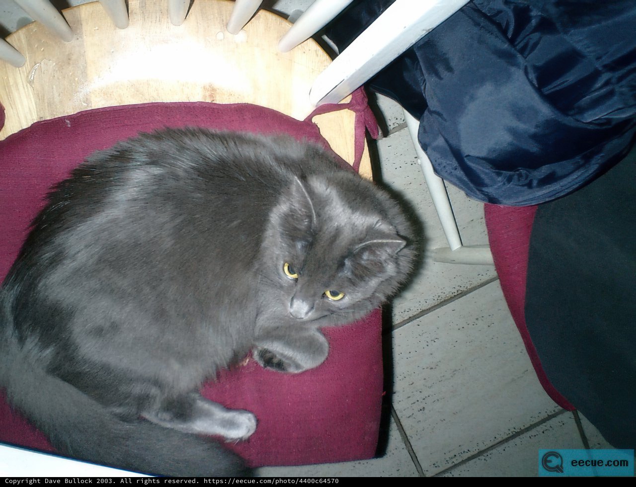 Feline Lounging