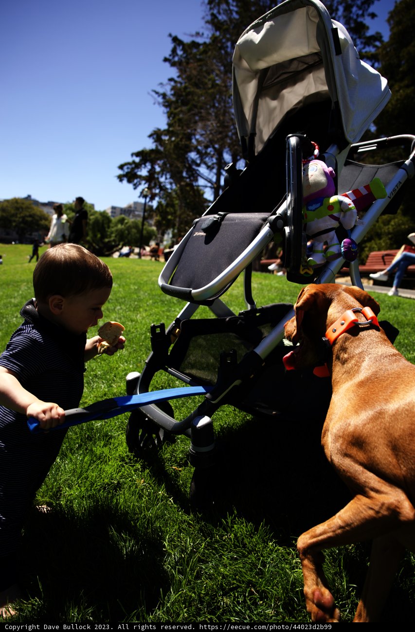 Sunshine Playdate: Boy and his Canine Friend