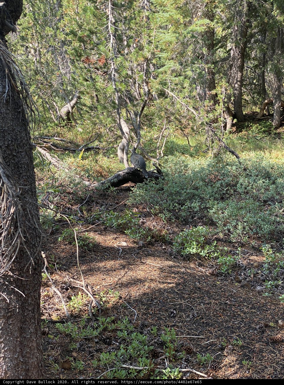 Bear in the Woodland