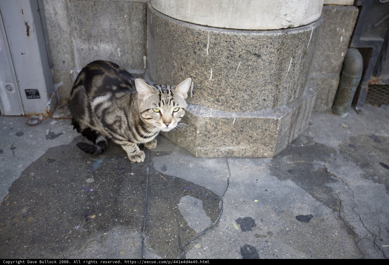 Feline Friend on the Walkway