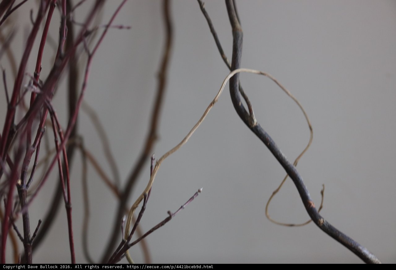 Ikebana Branches