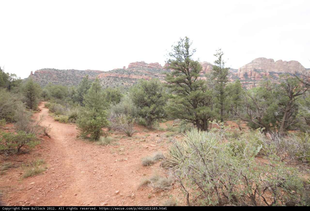 A Serene Trail Through the Lush Wilderness