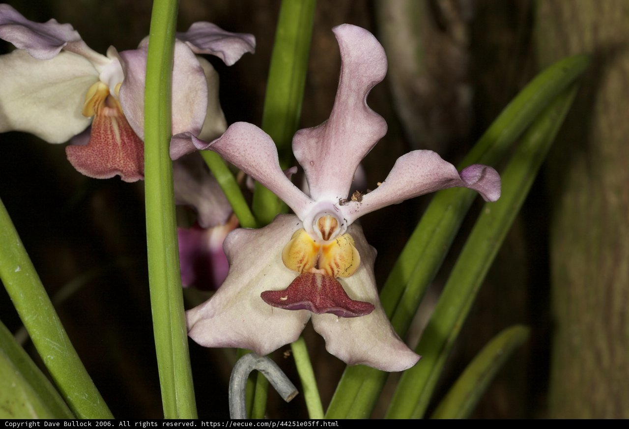 Twin Orchids in a Garden