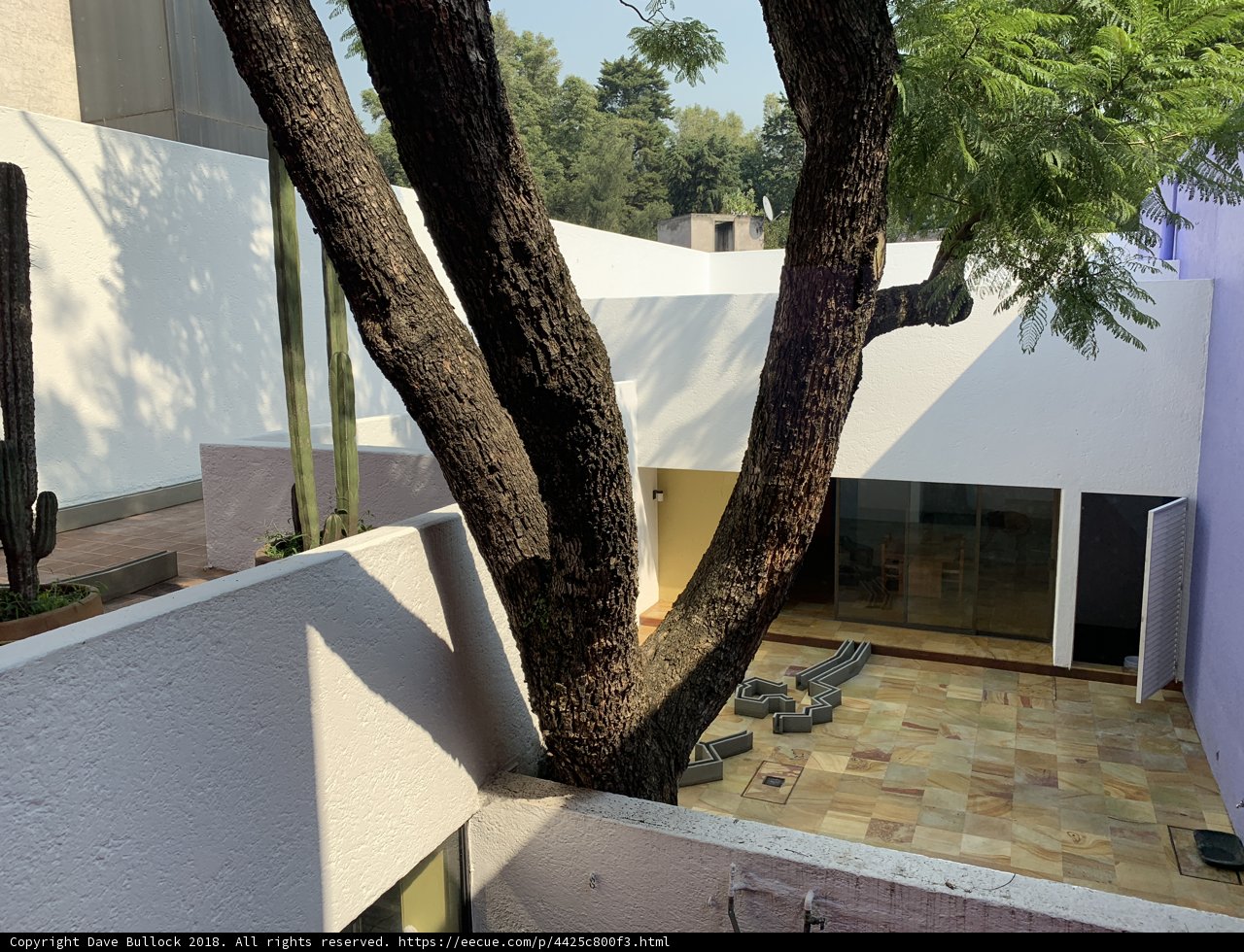 The Majestic Tree in the Courtyard