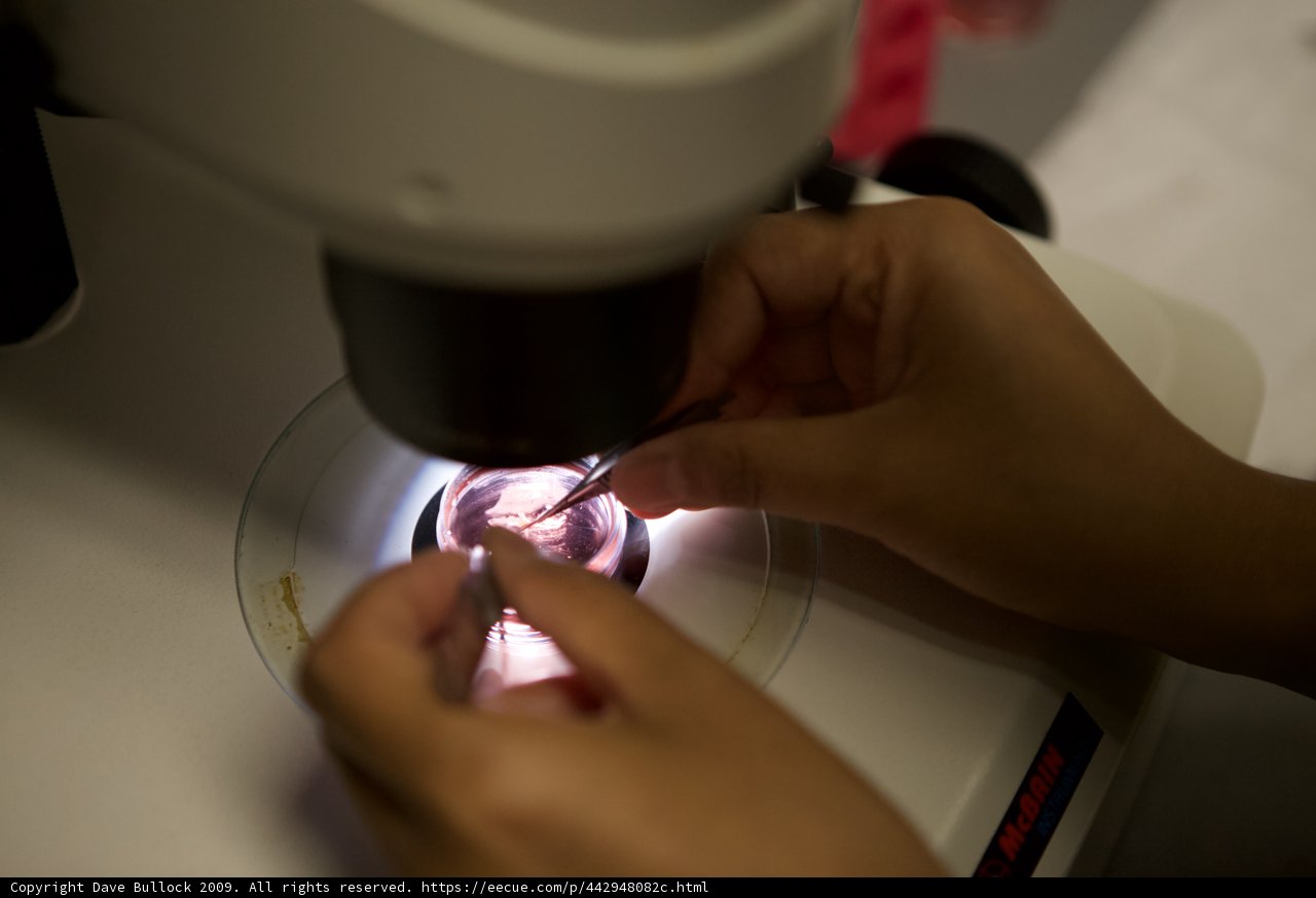 Delving into the Microscopic World of Cells