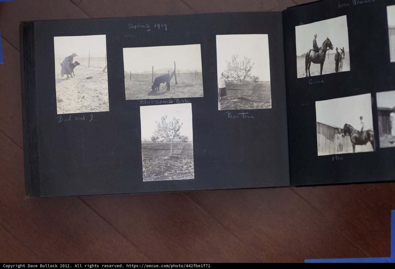 The Equine Collage