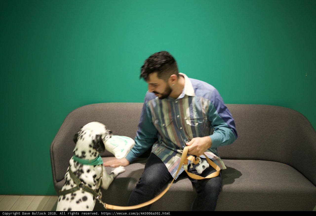 Man's Best Friend