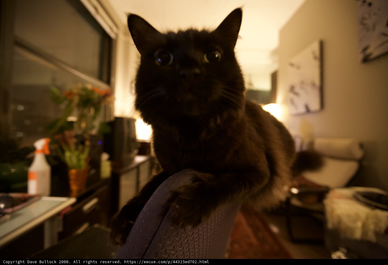 Cozy Cat on a Foggy Night
