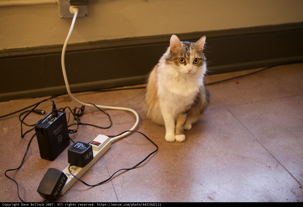 Cat and Cord on Hardwood Flooring