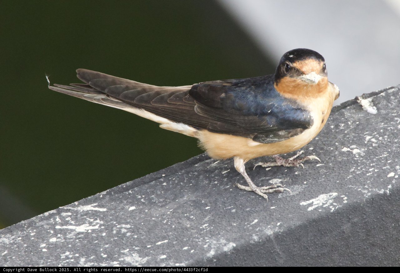 A Moment with a Swallow