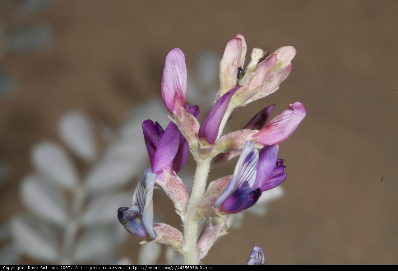 Majestic Purple Lupin