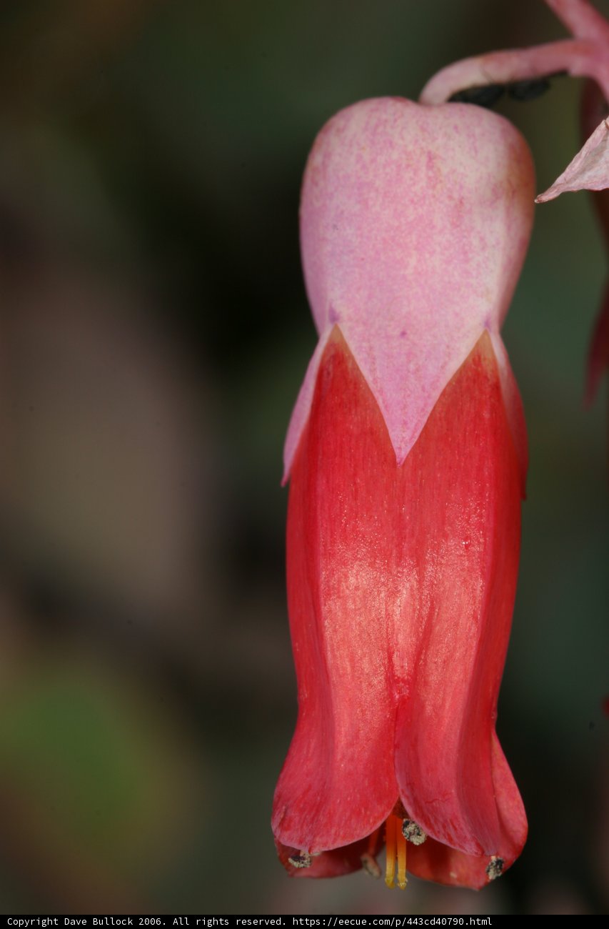Red Flower in Bloom