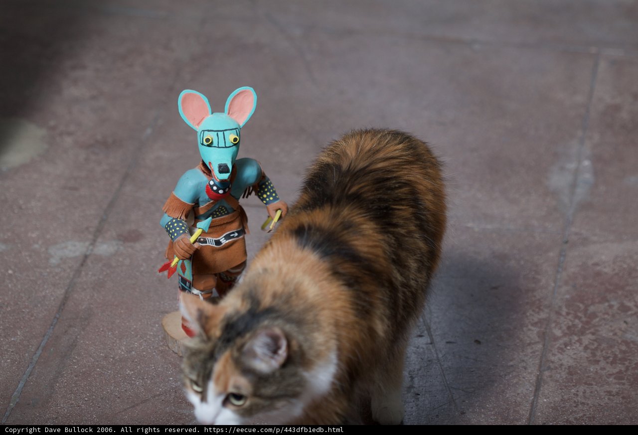 Feline Playtime