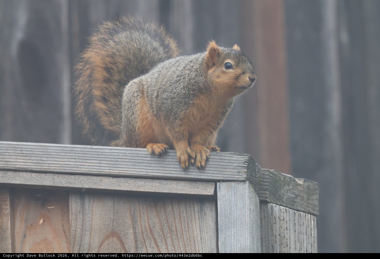 Alert Fox Squirrel Perched on Weathered Wooden Fence