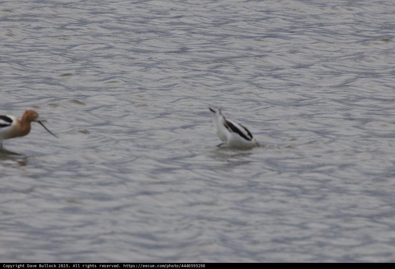 Dancing Avocets of San Pablo Bay