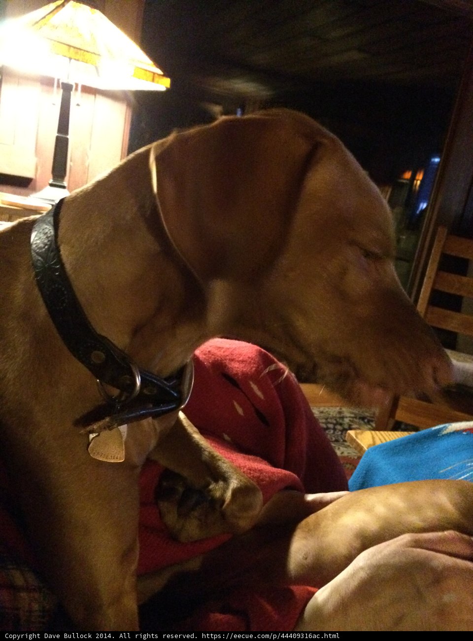 Cozy nights with my furry friend