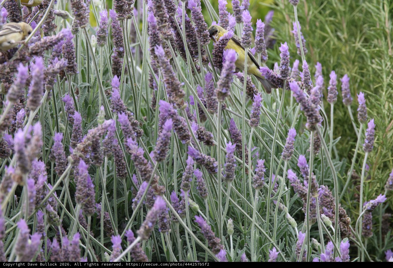 Yellow Wagtail Foraging Among Purple Lavender Blooms