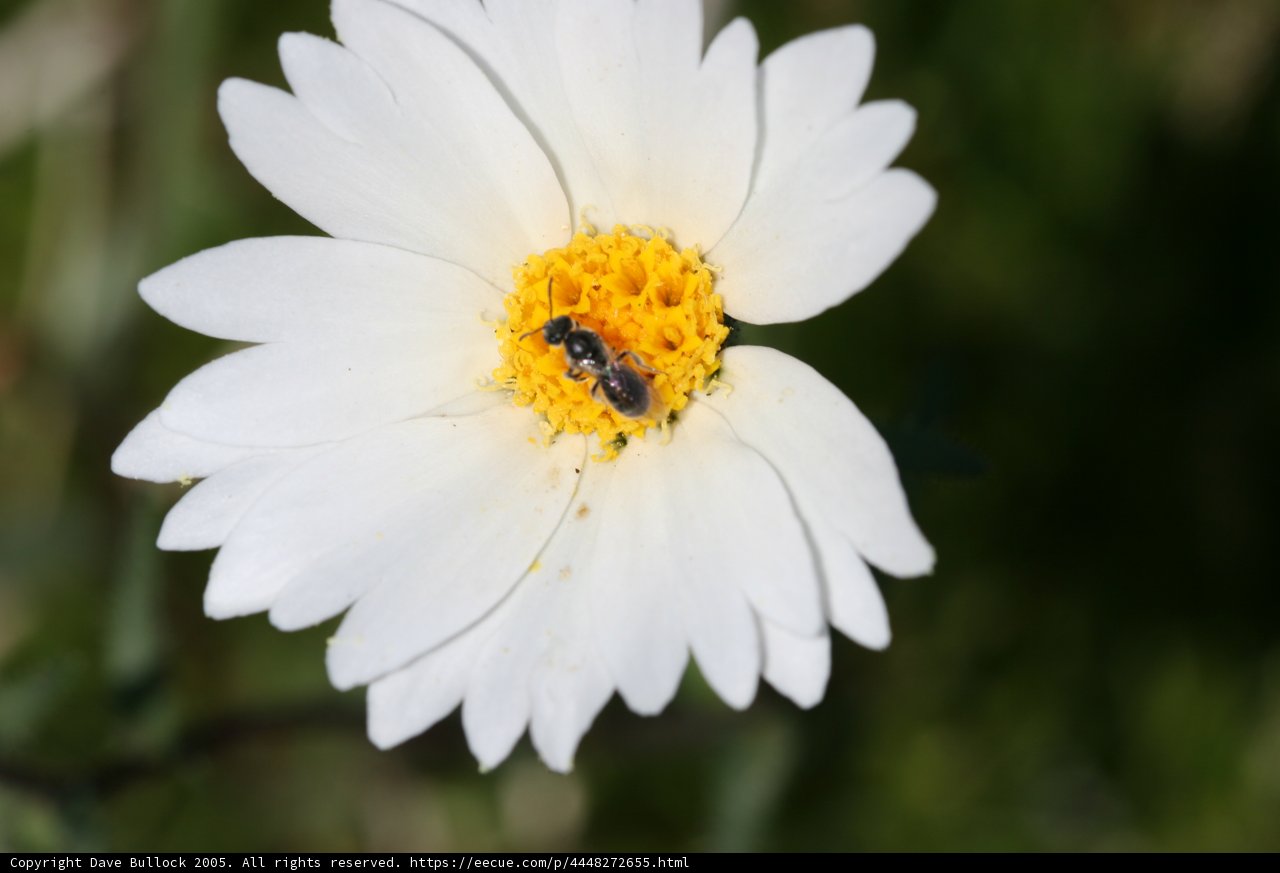 Bee Collecting Pollen from White Daisy Flower