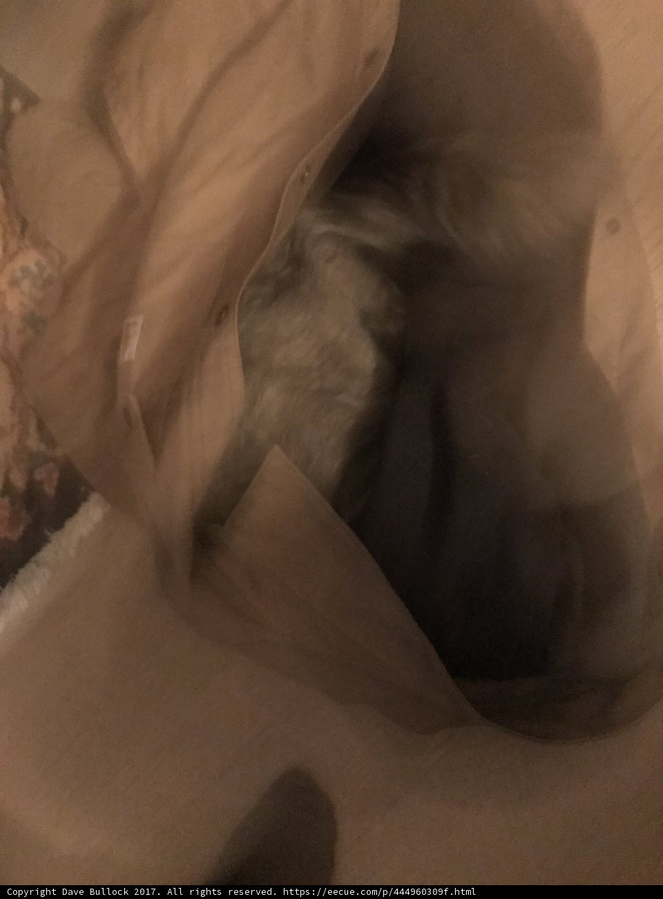 Catnap in a Bag
