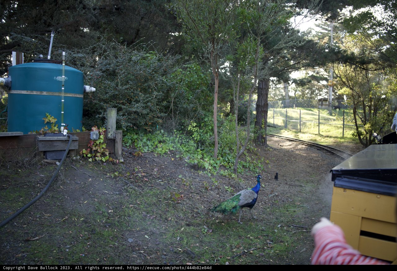 A Young Explorer's Encounter: Boy Meets Peacock at SF Zoo