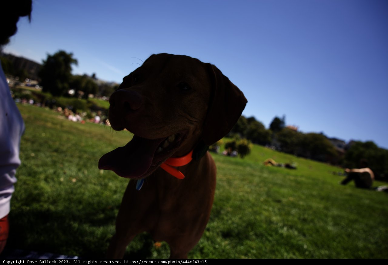 Serene Afternoon at Delores Park, 2023