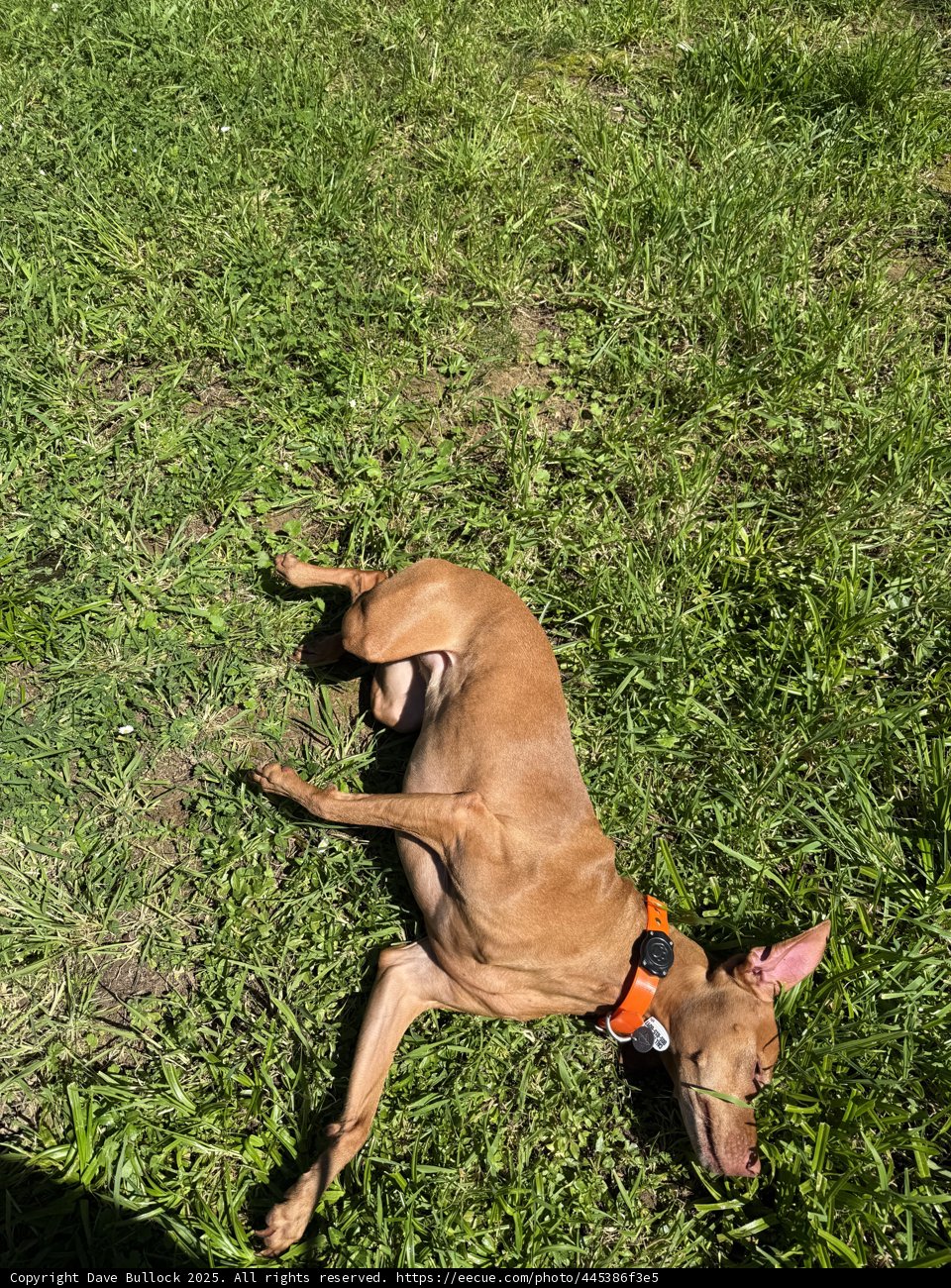 Blissful Moments in the Sunshine